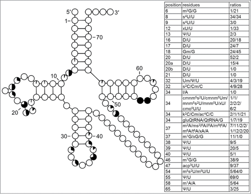 Figure 3. Modification profile for tRNA sequences from Gram-negative bacteria (62 sequences from 8 species). The pie charts within each position in the cloverleaf correspond to the percentage of all modified nucleosides (modified being drawn in black). In the tables the series of numbers next to the series of symbols indicate the frequency of occurrence of listed nucleosides at the particular position. The last number corresponds to the frequency of occurrence of the encoded unmodified nucleoside. The numbering of the residues is presented in Figure 1. The list of species from which the analyzed tRNA sequences originate is provided in Supplementary Table.1.