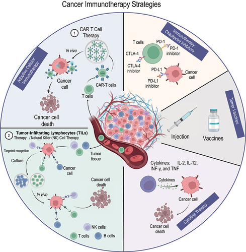 Figure 3. Cancer Immunotherapy Strategies included immunotherapy checkpoint inhibitors, adoptive cellular therapy, cancer vaccines, and cytokine therapy.