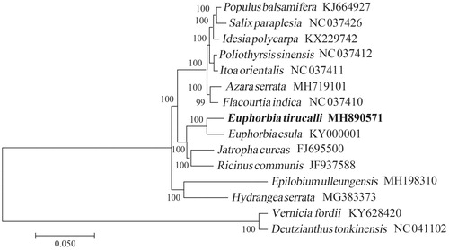 Figure 1. The Neighbour-Joining (NJ) tree based on the 15 chloroplast genomes. The bootstrap value based on 1000 replicates is shown on each node.