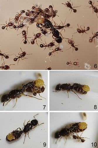 Figures 6-10. Ex situ pictures showing Tetramorium albenae riding the host gyne. Figure 6. Surrounded by host workers. Figure 7. Host workers collecting eggs from the gaster of the inquiline gyne (source of eggs uncertain). Mite near the hind leg of host gyne. Figures 8–10. Inquiline on host.