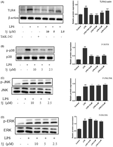 Figure 5. Compound 5j inhibited expressions of TLR4, P-P38/P38, P-ERK/ERK, P-JNK/JNK.