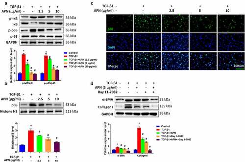 Figure 5. Effects of APN on regulating the NF-κB signaling pathway. HELF cells were treated by TGF-β1 and different concentrations of APN. (a) IκB and p65 in whole cell lysate, and (b) p65 in nuclei were analyzed by western blotting. (c) The level of p65 in nuclei was tested by immunostaining. (d) Bay 11–7082 was used to treat cells for 1 h and then western blotting was performed to detect fibrosis-related proteins. n = 3. * p < 0.05 vs. nontreated group. # p < 0.05 vs. TGF-β1-treated group.