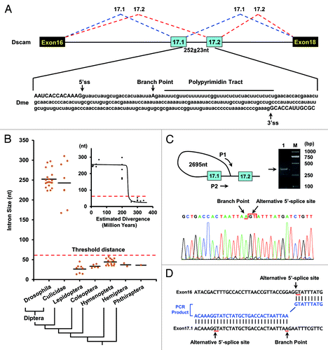 Figure 1. Splicing of exons 17.1 and 17.2 is blocked by the proximity of the branch point to the exon 17.1 splice-donor site in Drosophila. (A) Schematic showing the genomic region of Dscam exons 16–18. A schematic diagram of the partial pre-mRNA with constitutive exons depicted as black boxes, alternative exons as blue boxes, and introns as lines with the spacing indicated (means ± SD). (B) The size of the intervening intron between alternative exons 17.1 and 17.2 across insect species. Cladogram of taxa in this study: Diptera (Drosophila, Culicidae), Lepidoptera, Coleoptera, Hymenoptera, Hemiptera, and Phthiraptera. The correlation of intron size with evolutionary distance between D. melanogaster and other species is shown in the inset. (C) BP mapping in D. melanogaster. Diagram of the primer pair (P1 and P2) for PCR and sequencing. Two arrows represent the position and orientation of the primers used for PCR, with the PCR product shown on the right. The arrows are not drawn to scale. Electropherogram of the sequence containing the branch point (arrow), followed by the alternative 5′-splice site (arrow) in the lariat exons. (D) A sequence alignment of the PCR fragment (blue) and the Dscam gene (black) in D. melanogaster. The end of the alternative 5′-splice site (GT) is covalently linked to an A (the branch point) by a 5′-2' phosphodiester, which is located upstream from the alternative 3′-splice site (AG).