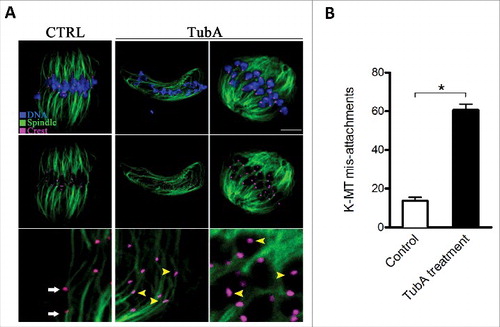 Figure 4. Effects of HDAC6 inhibition on kinetochore-microtubule attachments. (A) Representative images of K-MT attachments in control and TubA-treated oocytes. Oocytes at MI stage were immunolabeled with anti-tubulin antibody to visualize spindles (green), with CREST to detect kinetochores (purple), and counterstained with Hoechst 33342 to show chromosomes (blue). Scale bar, 10 μm. Representative confocal sections showed the amphitelic attachment in control oocytes (white arrows), and lost/merotelic attachments (yellow arrowheads) in TubA-treated oocytes. (B) Quantitative analysis of the proportion of defective K-MT attachments in control (n = 15) and TubA-treated (n = 16) oocytes. Data were presented as mean percentage ± SD from 3 independent experiments. *p< 0.05 vs. controls.