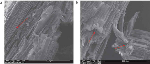 Figure 6. SEM images of the biomass. (a) Untreated Siam weed (b) Treated Siam weed. Red arrows in (b) indicate distortions to the biomass structural arrangements after treatments.