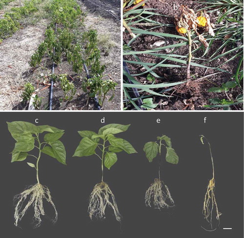 Fig. 4 (Colour online) Hot pepper plants showing wilting and collar rot symptoms of Phytophthora capsici. a, b, symptoms on hot pepper plants in the field. c, healthy seedling; d, diseased seedling at 3 days after inoculation; e, diseased seedling at 6 days after inoculation; f, dead seedling at 10 days after inoculation. Bar = 2 cm.