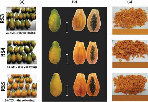 Figure 1. Papaya fruits (Carica papaya L., cv Pococí) at three ripening stages according to the percentage of skin yellowing: (a) batches of papaya fruits, (b) entire and halved fruits, (c) papaya chips obtained by vacuum frying. White bars mark 10 cm.Figura 1. Papaya en tres estados de maduración según el porcentaje de color amarillo de la cáscara: (a) lotes de papaya fresca, (b) frutas enteras y en mitades, (c) chips de papaya obtenidos por fritura al vacío. Las barras blancas indican 10 cm