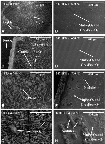 8 Surface microstructures of oxidised bridge shape surfaces after 1000 hours exposure at elevated temperatures