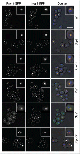 Figure 5. Overexpression of G-patch proteins leads to cellular relocalisation of Prp43. The localization of Prp43-GFP was analyzed by fluorescence microscopy in yeast cells overexpressing individual G-patch proteins or in control cells (Wt). The localization of the Prp43-GFP is shown on the left, the nucleolar marker Nop1-RFP in the middle, and the overlay with DAPI staining (blue) and a brightfield image is presented on the right. In the left and middle panels, cells are outlined with a white, dotted line. Nuclear foci containing GFP-Prp43 after overexpression of Spp382 are marked with arrowheads. The scale bar represents 5 µm.