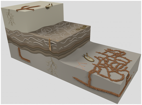 Figure 11. A 3D ichnofabric model of the lower shoreface environment in the Fanziao section. A transition layer of post-storm deposits (middle) is encased by two fair-weather layers. Biogenic features of the fair-weather beds are dominated by Cruziana ichnofacies, while in contrast, the ichnofacies of the post-storm bed is more Skolithos like. In the fair-weather deposit (bottom and top beds), the trace fossil suite is made up of O. nodosa, Rhizocorallium, Chondrites and two additional types of thinner Ophiomorpha, indicating Cruziana ichnofacies. The middle layer represents post-storm deposit and can be sub-divided into two parts: the lower part consists of swaley cross-stratification with rare vertical Ophiomorpha shafts, while the upper part is fully bioturbated by Bichordites and Macaronichnus. This suggests that these trace fossils represent an opportunistic colonisation of the substrate and that the colonising window of Bichordites and Macaronichnus is shorter than for Ophiomorpha. Consequently, a succession from swaley cross-stratification, Bichordites and Macaronichnus burrows to Ophiomorpha burrows can be expected. If fair-weather conditions extend long enough, an assemblage typical of the Cruziana ichnofacies will develop (top layer). In reality, the middle layer that represents frequent or severe storm-dominated conditions (Pemberton et al., Citation2001) may be much thicker than the beds with well-developed Cruziana facies and actually make up most of the massive sandstones in the Fanziao section. Either the time between two storms is too short for a biological assemblage to form, or the storms were so strong that the original substrate was swashed away. Evidence of frequent storm events are seen in the recurring superimposed succession of storm deposits that cut off the tops of the trace fossils.