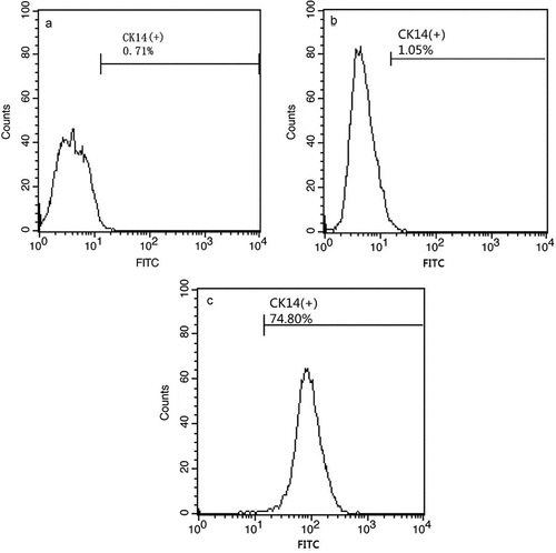 Figure 1. Flow cytometry screening of CK14+cells. The model control group (A). hESCs cultured in medium without RA, BMP4, and AA have low CK14 expression (B). hESCs induced by RA, BMP4, and AA have high CK14 expression (C).