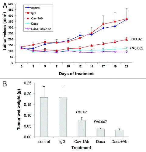 Figure 4. Antitumor activity of dasatinib (Dasa) in combination with anti-Cav-1 antibody (Cav-1 Ab) on PC-3 xenografts in nude mice. (A) Dasatinib alone and anti-Cav-1 antibody alone significantly reduced the tumor volume of PC-3 cells growing as xenografts compared with those of vehicle- and IgG-treated controls (p = 0.002 and p = 0.02, respectively). Anti-Cav-1 antibody treatment also enhanced the efficacy of dasatinib. Each data point represents the mean tumor volume in each group containing 9–16 mice (B), dasatinib alone and anti–Cav-1 antibody alone significantly reduced the tumor wet weight in nude mice bearing PC-3 tumor xenografts compared with the weights in vehicle- and IgG-treated controls (p = 0.0072 and p = 0.0307, respectively). Data represents the mean tumor weight ± SEM in each group containing 9–16 mice.