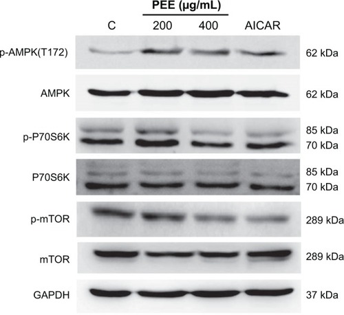 Figure 4 PEE triggered activation of AMPK signaling. Cells were treated with 0, 200, and 400 μg/mL PEE or 1 mM AICAR for 24 hours and then lyzed for immunodetection of AMPK signaling component activation. GAPDH was used as internal control.