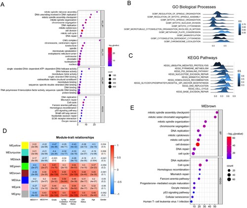 Figure 4. Transcriptomic analysis reveals the role of MEIS1 in gliomas. (A) DAVID functional annotation of correlated genes with MEIS1 in TCGA_GBMLGG (Pearson's R>0.4, p≤ 0.05). (B, C) GSEA analysis of MEIS1High/Low expression in the TCGA_GBMLGG dataset; (D) Relationship between MEIS1 expression and phenotypes analyzed by WGCNA. (E) DAVID functional annotation of gene hub in the MEbrown module.