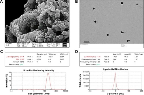 Figure 3 Physical characterization of H1 NPs.Notes: (A) SEM; (B) TEM; (C) dynamic light scattering; (D) ζ-potential analysis.Abbreviations: NPs, nanoparticles; SEM, scanning electron microscopy; TEM, transmission electron microscopy; PDI, polydispersity index.