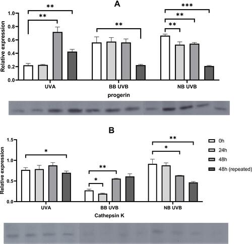 Figure 2 Alterations in progerin (A) and cathepsin K (B) protein expression after exposure to different wavelengths of UVR. Asterisks above columns indicate level of statistical significance (* p<0.05, **p<0.001, ***p<0.0001). Data presented as means (boxes) with standard deviation (whiskers). Corresponding Western blot bands are shown below each graph.