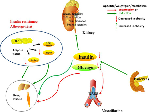 Figure 2 Insulin receptors in the kidney, liver, skeletal muscle and white adipose tissue. In skeletal muscle, insulin promotes glucose utilization and storage with the help of increasing glucose transport and net glycogen synthesis. In liver, insulin activates glycogen synthesis by increasing lipogenic gene expression and decreasing gluconeogenic gene expression. Insulin suppresses lipolysis and increases glucose transport and lipogenesis in white adipocyte tissue. In kidney, insulin participate in the RAAS, SNS activation, and the balance of sodium retention and renin activation.