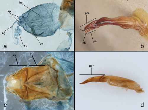 Figure 6. Genitalia of Heteropsectropus and Muelleropsectropus. (a and c) M. malaisei – bursa copulatrix and ovipositor. (b) H. aenescens aedeagus. (d) H. difficilis aedeagus. Abbreviations: ag, accessory gland; ap, accessory pouch; bc, bursa copulatrix; cx, coxae; hk, hook; ov, oviduct; par, parameres; pr, paraproct; ps, penis; sp, spermatheca.