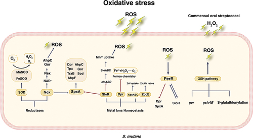 Figure 1. S. mutans is capable of counteracting changes in oxidative stress through various pathways, including reductase synthesis, regulation of metal ion uptake, regulator PerR, transcription regulator Spx, and glutathione (GSH) pathway.