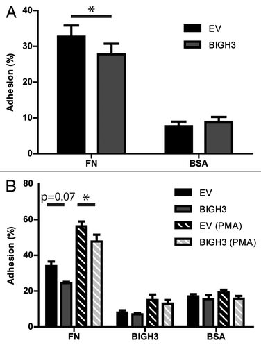 Figure 3. Overexpression of BIGH3 inhibits the static adhesion of HL60 cells and HSPCs. The percentage adhesion of HL60 cells (A) or HSPCs (B) with BIGH3 overexpression (BIGH3), with empty-vector (EV) and non-transduced cells (NT) on a fibronectin (20 μg/mL, FN), BSA (2%), or BIGH3 (10 μg/mL) coating. The HSPC were incubated in the presence (PMA) or absence of PMA during the adhesion period. The percentage adhesion was calculated by the absorbance of a well relative to the absorbance of the 100% input control of the corresponding cell type. Shown are means ± SEM (n = 7 in A, n = 4 in B) and each samples was performed in duplicates. * P < 0.05, ns, not significant.