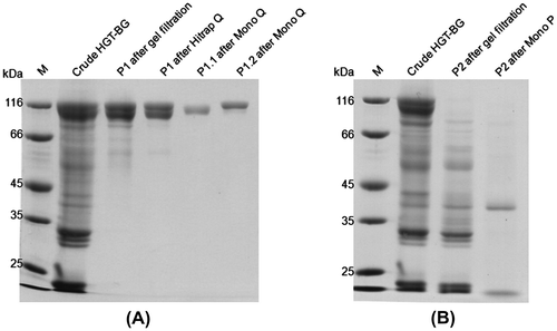 Fig. 1. Ten percent SDS-PAGE of protein samples at each purification step.Notes: (A) P1.1 and P1.2. (B) P2. The purification steps are indicated above the lanes. Lane M is protein size markers.