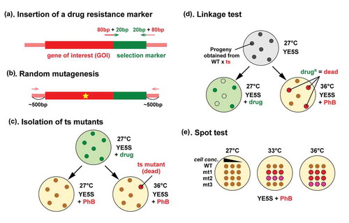 Figure 1. Schematic diagram illustrating the procedure for isolation of temperature-sensitive mutants.Randomly mutagenized PCR fragments of GOI containing a drug resistance marker gene are transformed into a wild type fission yeast strain (a-b). Cells are allowed to grow on non-selective medium overnight for endogenous gene replacement to occur. Transformants are then selected on plates containing the selection drug at 27°C for 3 to 4 days (c). Replicated plates are incubated at 27°C and 36°C. Temperature sensitive mutants are those that do not grow at 36°C, but grow normally at 27°C. Phloxine B (PhB) is used to help detect dead cells, which are stained dark red with this dye. Candidate ts colonies are backcrossed with a wild type strain to examine co-segregation between the ts phenotype and drug resistance (d). Spot tests are performed at various temperatures to determine the restrictive temperature (e.g. 33°C and 36°C, (e)).