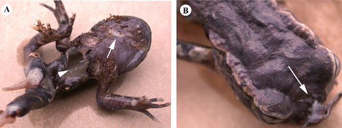 Figure 6  Deceased Leiopelma archeyi found in the wild. A, Ventral side shows rat bite marks in the throat (white arrow) and opened body cavity (arrowhead). B, Dorsal side shows no bite marks, except at the snout (white arrow). Crown copyright: Department of Conservation–Te Papa Atawhai.