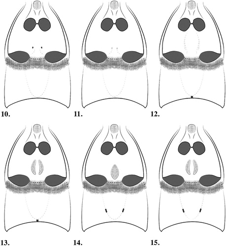Figures 10–15. Meso-/metaventrites and tergites I–II, male Pselaphotumulus species. Figure 10) Pselaphotumulus aorerei, sp. nov.; Figure 11) Pselaphotumulus cavelli (Broun); Figure 12) Pselaphotumulus dubius, sp. nov.; Figure 13) Pselaphotumulus oviceps (Broun); Figure 14) Pselaphotumulus unus, sp. nov.; Figure 15) Pselaphotumulus urquharti (Broun).