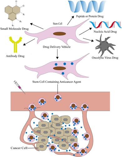 Figure 4. Stem cell as drug vehicle deliver anticancer agents to treat cancer. Stem cells as a vehicle to contain drugs for the treatment of cancer, including small molecule chemotherapeutics, antibody drugs, nucleic acid drugs, polypeptide or protein drugs and oncolytic virus drugs. The drug-loaded stem cells get into the cancer tissue through the blood and release anti-cancer agents. Thereby exerting a therapeutic effect.