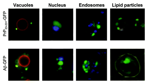 Figure 2. Colocalization of PrP23–231-GFP and Aβ-GFP aggregates with the cell compartments and the lipid particles. The aggregates of PrP23–231-GFP and Aβ-GFP do not co-localize with vacuoles, nucleus, endosomes and lipid particles. The vacuolar membrane (red) was visualized by staining with the lipophilic dye FM4–64. The endosomes (blue) was visualized by staining with Liso-tracker Blue. Nuclear DNA and mtDNA (blue) were stained with DAPI. The staining of lipid particles (black) was achieved by Sudan Black (see Materials and Methods).