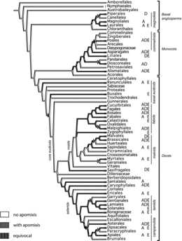 FIG. 1 Apomixis among orders of angiosperms. Ovals indicate sister clades containing and not containing apomixis; filled ovals indicate polytomies. (A) apospory. (D) diplospory. (E) adventitious embryony. Expanded from Hörandl and Hojsgaard (Citation2012).