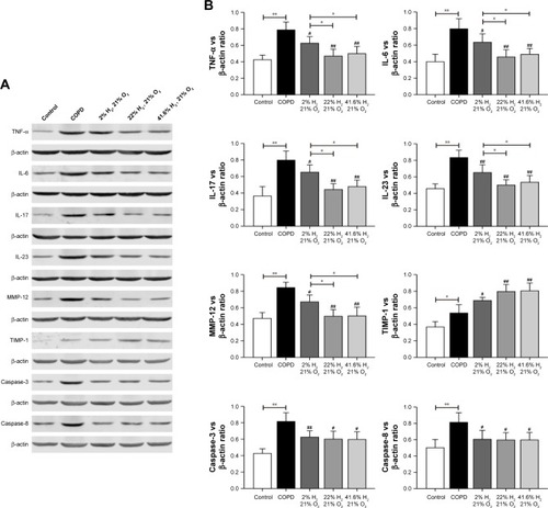 Figure 8 Effect of hydrogen on the expression of TNF-α, IL-6, IL-17, IL-23, MMP-12, TIMP-1, caspase-3, and caspase-8 in the lung obtained from COPD-like lung disease rats, determined by Western blotting.