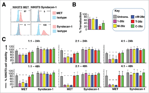 Figure 4. Assessment of specificity of candidate MET targeted CARs using NIH3T3-based artificial antigen presenting cells (AAPC) – II. (A) NIH3T3 fibroblasts were engineered to express human MET or Syndecan-1. Expression was detected by flow cytometry. Percentage positivity has been calculated with respect to staining by an isotype control antibody. Data are representative of 3 independent experiments. (B) Transduction efficiency of human T-cells engineered to express the indicated candidate MET-specific CARs (1–28z, M-28z, cM-28z), control CARs targeted against ErbB dimers (T-28z) or control CAR targeted with a scrambled 20mer peptide (C-28z). (C) CAR-engineered T-cells were co-cultivated with the indicated NIH3T3-based AAPC for 24 or 48 hours at the specified effector:target ratios. After removal of T-cells by careful washing with PBS, residual viability of NIH3T3 cells was determined by MTT assay, making comparison with a parallel culture of the corresponding NIH3T3 cells alone. Data in (B)-(C) show mean ± SD of 3 independent replicate experiments. ***p < 0.001, making comparison with untrans(duced) T-cells.