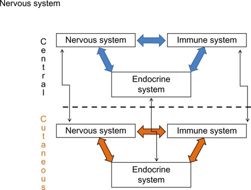 Figure 1 Integration of central and cutaneous neuro immune–endocrine systems.