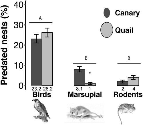 Figure 2. Percentage of nests predated by each predator group. Birds predated both sizes of eggs in a greater proportion than mammals (X2 = 23.7, df = 2, P < 0.0001). Marsupials preferred to prey upon small eggs (canary) (estimate ± se = −2.16 ± 1.09, z = −1.97, P = 0.04). Rodents did not show a preference for egg size. The numbers below the bars show the mean values. Different letters show significant differences in nest predation between predator groups (P < 0.05) and the asterisk shows the significant difference for egg sizes taken by the Monito del Monte.