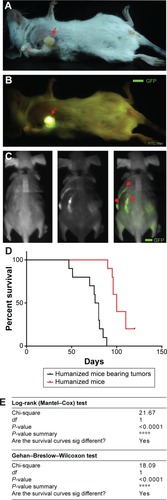 Figure 3 Breast tumor-bearing humanized mice.