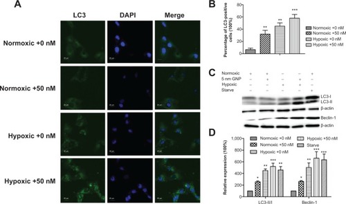 Figure 5 Autophagy detection in the GNP-treated cells.Notes: (A) Immunofluorescent images of the cells showing LC3B-protein-marked vesicles. (B) The proportion of LC3 positive cells (with at least five LC3 dots) to total cells (with green fluorescence) in images from (A) was analyzed. (C) The Western blotting analysis of the autophagy proteins LC3B and Beclin-1. Conversion of LC3 from the cytoplasmic form (LC3-I) to the autophagosome-associated form (LC3-II). The cells cultured under starving conditions (depletion of both amino acids and serum) for 4 hours were used as positive controls for autophagy. β-actin served as the loading control. (D) Expression of LC3- II/I relative to that of β-actin. Error bars represent mean ± SD (n=3). *P<0.05, **P<0.01, and ***P<0.001.Abbreviations: LC3, light chain 3; DAPI, 4′,6-diamidino-2-phenylindole; GNP, gold nanoparticles; SD, standard deviation.