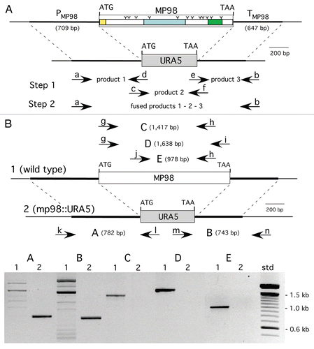 Figure 1 Construction of MP98(CDA2) deletion in strain JEC 34 (serotype D). PC R was used to fuse the promoter region of MP98 (PMP98) and its terminator (TMP98) with the ORF of URA5 to generate a cassette for gene replacement, as shown in (A). Primers are designated in lower case (a–h) and their sequences are given in Table 1. Domains of the MP98(CDA2) protein (signal peptide, catalytic and Serine/Threonine-rich) are boxed with “Y” used to identify putative N-glycosylation sites.Citation28 As shown in (B), the strategy to confirm gene replacement for Ura+ transformants was by PC R. Genomic DNAs were used as templates with five sets of primers (g–n, Table 1) to generate products (A–E). Shown below the maps is an electrophoretogram comparing PC R products from wild-type control DNA (1) with a JEC34 Ura+ transformant (2). Each of the five PC R products of the transformant were indicative of gene replacement and a new genotype (mp98::URA5).