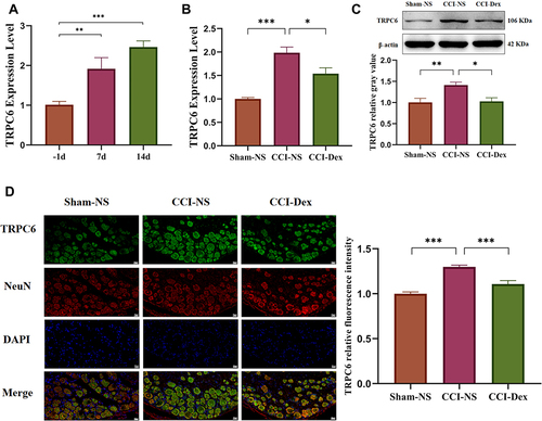 Figure 3 Dexmedetomidine inhibited CCI-induced TRPC6 upregulation in the DRG. (A) The results of the qRT-PCR showed that the expression of TRPC6 in the CCI-NS group gradually increased over time. Group comparisons were performed on day 7 of Dex administration. (B) The qRT-PCR analyses demonstrated that the expression of TRPC6 mRNA was inhibited in the CCI-Dex group. (C) Western blot analysis showed that the increase in CCI-induced TRPC6 expression can be partially reversed by intraperitoneal injection of Dex. (D) Triple-labeled staining of DRG tissue with TRPC6, Iba-1, and DAPI 7 days after CCI operation. The first column shows the expression of TRPC6 in the DRG of the sham group. TRPC6 was mainly distributed in the membrane and cytosol of NeuN-labeled neuronal cells. The second column shows that the expression of TRPC6 was increased in the CCI-NS group. The third column shows that the expression of TRPC6 was reversed in the DRG treated with Dex. Results of the fluorescence images of TRPC6 were analyzed using the ImageJ software. *p < 0.05, **p < 0.01, ***p < 0.001. n = 6–8. scale bar = 20 μm.