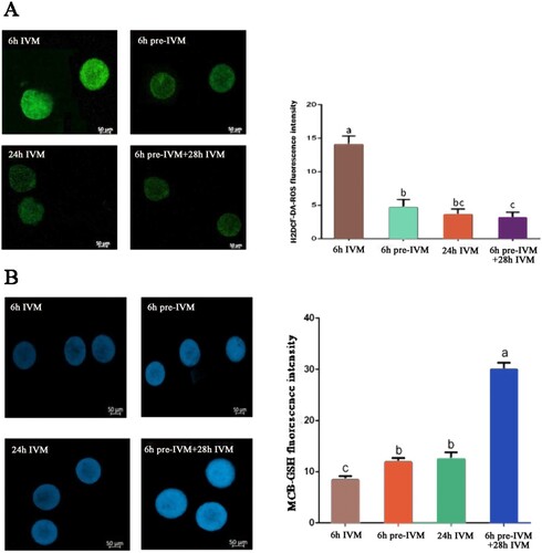 Figure 2. Effect of C-type natriuretic peptide treatment on GSH and ROS levels of yak oocyte. (A) H2DCF-DA-ROS average fluorescence intensity per oocyte after 6 h of conventional IVM (6 h IVM), 6 h pre-IVM with 100 nM CNP (6 h pre-IVM), 24 h conventional IVM (24 h IVM), and 6 h pre-IVM with 100 nM CNP followed by 28 h IVM (6 h pre-IVM + 28 h IVM). (B) MCB-GSH average fluorescence intensity per oocyte following IVM. A total of 30 oocytes were assessed per group (3 replicates). Each bar represents mean ± standard error and analysed with one-way ANOVA followed by Tukey’s multiple-comparison test. Values with different superscripts (a, b, and c) are significantly different (P < .01).