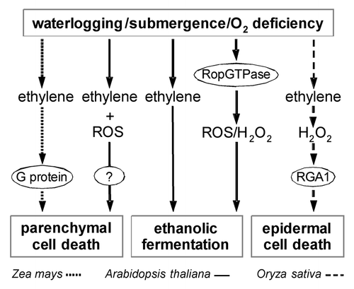 Figure 1 Model of G protein signaling in hypoxia adaptation. A role for G protein signaling in submergence signaling is described for Zea mays, Arabidopsis thaliana and Oryza sativa. The known signaling pathways are summarized in this model. Waterlogging or flooding result in reduced O2 and enhanced ethylene levels. Ethylene promotes parenchymal cell death which results in the formation of aerenchyma. In maize, pharmacological studies implicated a crucial role for G protein signaling in parenchymal cell death. In rice, epidermal cell death precedes emergence of adventitious roots. Cell death is induced by ethylene and is mediated by H2O2. The heterotrimeric Gα subunit RGA1 acts downstream of ethylene and H2O2. Genetic downregulation of RGA1 results in repression of ethylene or H2O2 induced epidermal cell death. G protein signaling in aerenchyma formation in Arabidopsis has not yet been analyzed but is predicted in this model. In Arabidopsis, regulation of ethanolic fermentation is mediated by the activation of a RopGTPase which causes enhanced production of reactive oxygen species, which in turn promote ethanolic fermentation, and enhance low oxygen tolerance.
