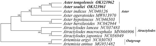 Figure 1. The maximum-likelihood tree of Aster tongolensis and Aster souliei and other Asteraceae species based on whole chloroplast genome sequences.