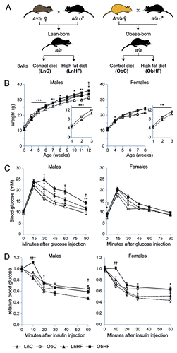 Figure 1. Offspring exposed to maternal obesity and diabetes have a latent predisposition to metabolic disease, which is revealed by a high-fat Western-style diet. (A) Experimental strategy. (B) Body weights of male and female offspring in each of the four groups in (A) (male: LnC n = 14, ObC n = 13, LnHF n = 15, ObHF n = 9; female: LnC n = 19, ObC n = 13, LnHF n = 13, ObHF n = 18); inset, pre-weaning weights for Lean-born and Obese-born animals. (C) Blood glucose levels in male and female animals during a glucose tolerance test at 6 weeks of age (male: LnC n = 14, ObC n = 13, LnHF n = 15, ObHF n = 9; female: LnC n = 20, ObC n = 6, LnHF n = 13, ObHF n = 11). (D) Blood glucose levels in animals during an insulin tolerance test at 7 weeks of age (male: LnC n = 14, ObC n = 17, LnHF n = 19, ObHF n = 19; female: LnC n = 20, ObC n = 13, LnHF n = 13, ObHF n = 18). Data are represented as mean ± SEM. Statistically significant differences are as indicated: *p < 0.05, **p < 0.01, ***p < 0.001 (LnC vs ObC); †p < 0.05, ††p < 0.01, †††p < 0.001 (LnHF vs ObHF).