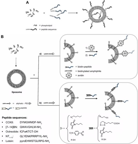 Figure 1 Introduction of bioactive peptides on aggregate surfaces.Notes: (A) The bioactive peptide may be introduced on the aggregate surface directly during nanostructure preparation by coupling the peptide to an amphiphilic moiety according to a pre-functionalization strategy; with this approach, however, the bioactive peptide is displayed on the external liposome surface as well as in the inner compartment. (B) Alternatively, peptide introduction can be performed after nanostructures have been obtained, according to a post-functionalization strategy. For the second approach, peptide coupling after liposome or nanoparticle preparation involves the introduction of suitable activated functional groups onto the external side of liposomes or nanoparticles for covalent or non-covalent peptide binding. To guarantee correct orientation of the targeting ligand, biorthogonal and site-specific surface reactions are necessary. Functional groups commonly used are: 1) amine for the amine-N-hydroxysuccinamide coupling method, 2) maleimide for Michael addition, 3) azide for Cu(I)-catalized Huisgen cycloaddition (CuAAC), 4) biotin for non-covalent interaction with avidin or triphosphines for Staudinger ligation, and hydroxylamine for oxime bond. In the inset are reported the peptide sequences.Abbreviations: BN, bombesin; CCK8, cholecystokinin-8; NT, neurotensin; PEG, polyethylene glycol.