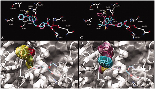 Figure 2. Predicted binding mode of (A) (S)-34 (pink) and (S)-36 (cyan) and (C) (S)-33 (pink) and (S)-35 (cyan) enantiomers with PPARγ LBD (PDB id 1I7I). Key amino acid side chains are shown in white stick format and are labelled and hydrogen bonds are shown in red dotted lines. Overlapping and molecular surface maps of (B) (S)-34 (pink) and (S)-36 (cyan) and (D) (S)-33 (pink) and (S)-35 (cyan) enantiomers with PPARγ LBD (PDB id 1I7I). The protein and key amino acid side chains are shown in white rounded ribbon and white stick format, respectively. The molecular surface maps are shown in grey.