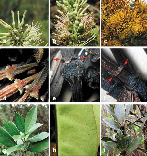Figure 2. Morphological traits observed in three morphotypes of Gaiadendron punctatum. (a) White flowers; (b) White-pink flowers, (c) Yellow flowers, (d) Irregular calyculus in white flowers, (e) Irregular calyculus in white-pink flowers, (f) Membranous calyculus in yellow flowers. (g) Shoot and leaves of white-flowered morphotype, (h) Dots in leaf underside in white-pink flower morphotype, (i) Shoot and leaves of the yellow-flower morphotype. Calyculus is indicated with red arrows