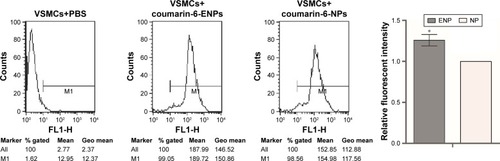 Figure 4 Cell fluorescence intensity of VSMCs.Notes: The experiment was repeated three times to calculate the average fluorescence intensity of each group, and the histogram was obtained based on NP group. Data are presented as mean ± SEM; *P=0.001.Abbreviations: VSMCs, vascular smooth muscle cells; NP, nanoparticle; SEM, standard error of mean; ENP, EGFP-EGF1-conjugated poly(lactic-co-glycolic acid) nanoparticle; Geo, geometric.