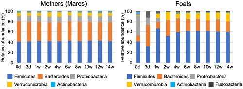 Figure 2. Relative abundance of bacterial phylum association with the mother (left side) and the foals (right side) during the lactation period (from day 3 to week 14 after birth).