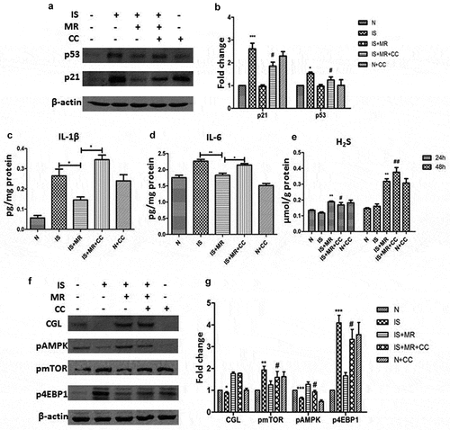 Figure 6. Suppression of IS-induced senescence in HK-2 cells by MR is regulated by H2S and AMPK/mTOR. Cells were incubated with 8 μM CC and with or without IS for 48 h. (a and b) Levels of the senescence markers p53 and p21 were analysed by Western blot. (c and d) Levels of IL-1β and IL-6 in cell culture supernatants were analysed by ELISA. (e) Cellular H2S concentrations. (f and g) Western blots showing changes in CGL and the AMPK/mTOR pathway. *p < 0.05，**p < 0.01，***p < 0.001 versus IS+MR. #p < 0.05 versus IS+MR.