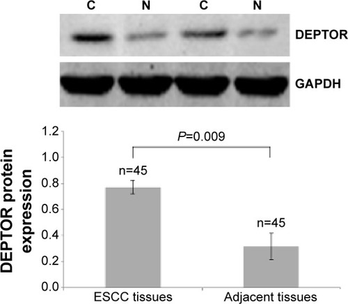 Figure 3 Western blot analyses of DEPTOR expression in 45 cases of ESCC and in corresponding normal adjacent tissues.
